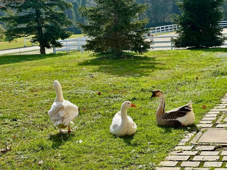 Agriturismo Il Boschetto Ornago Exterior photo